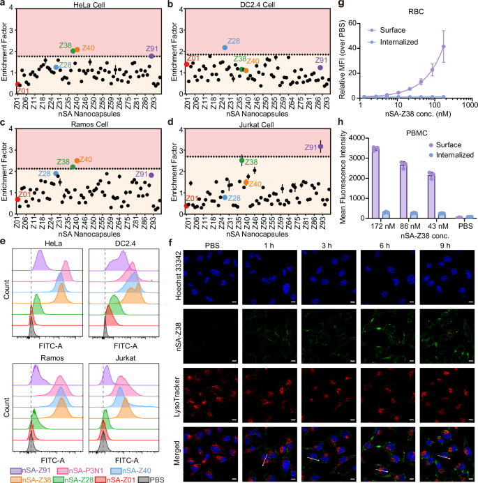 Fig. 3: In vitro screening identified nanocapsules that strongly interacted with cells.