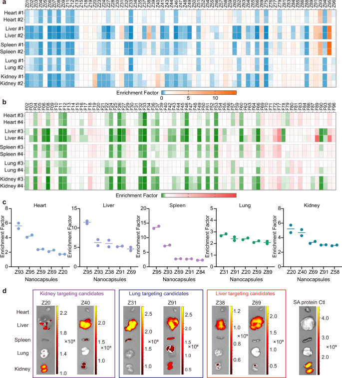 Fig. 4: The in vivo screening results of nanocapsule libraries.