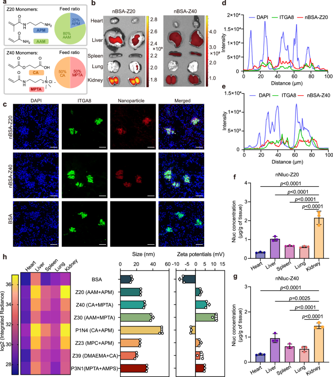 Fig. 5: The kidney accumulation potentials of nBSA-Z20, nBSA-Z40, and other selected nanocapsules.