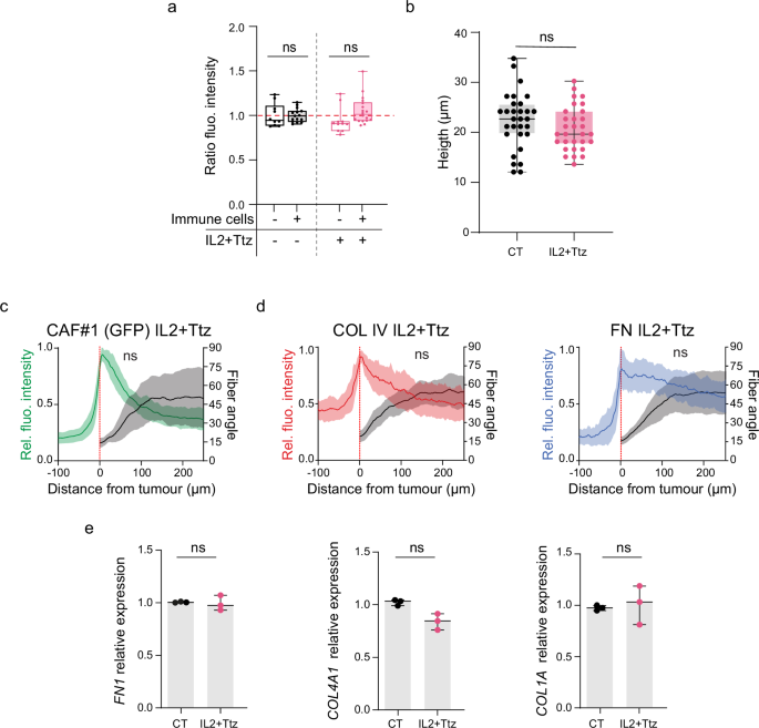 Fig. 6: Quantitative measurements of the effect of Trastuzumab and Interleukin 2 combined treatment on the stromal barrier architecture and composition.