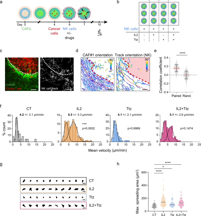 Fig. 7: Assessment of immune cell motility and spreading changes in the tumour/stroma boundary upon Trastuzumab and Interleukin 2 treatment.