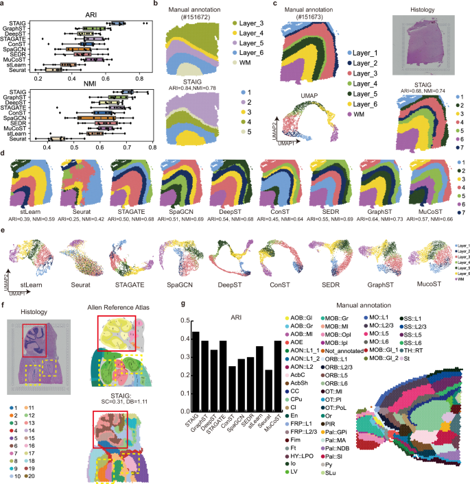 Fig. 2: Enhanced spatial region identification in Human Dorsolateral Prefrontal Cortex (DLPFC) and mouse brain tissues by STAIG.