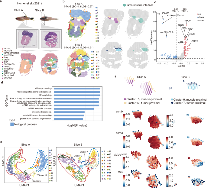 Fig. 7: Enhanced resolution of tumor interface dynamics in zebrafish melanoma using STAIG analysis.