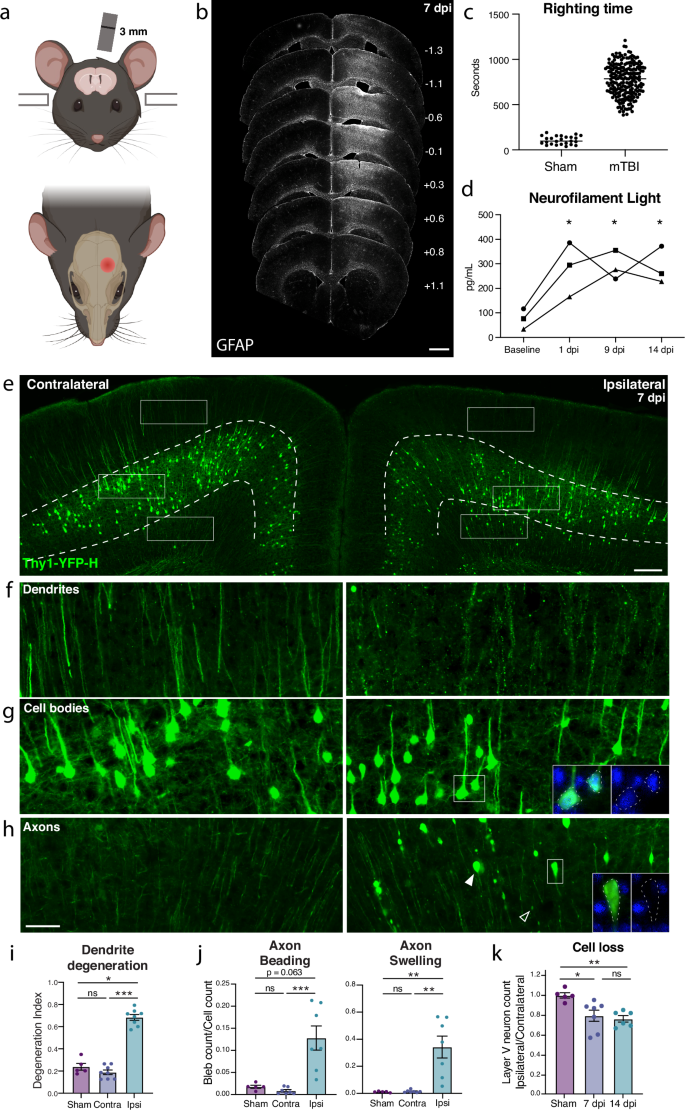 Fig. 1: Closed-skull mTBI induces layer V neuron degeneration and death.