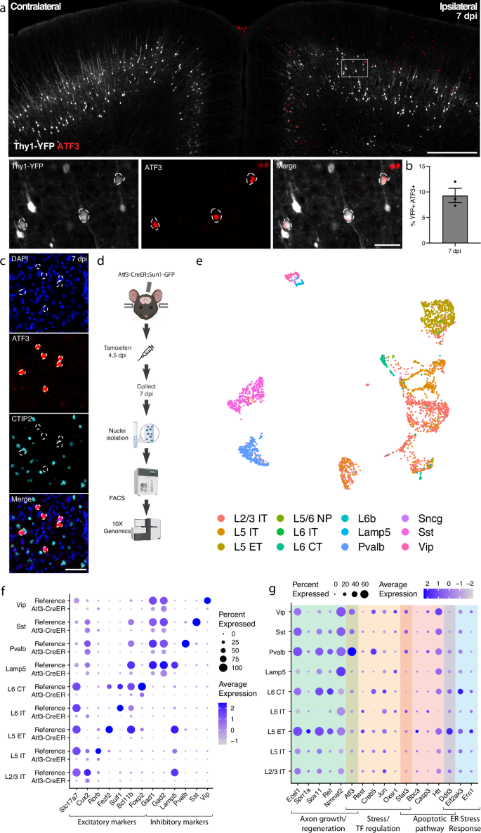 Fig. 2: mTBI activates an Atf3-associated transcriptional response in different subclasses of cortical neurons.