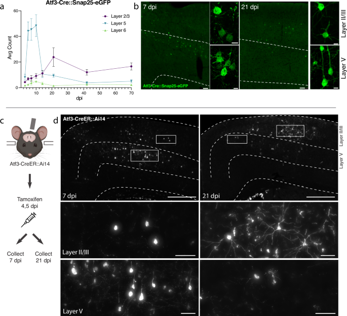 Fig. 3: Atf3-expressing neurons in layer V die, while those in layer II/III survive following mTBI.