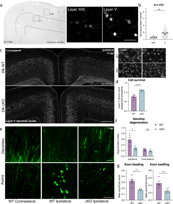 Fig. 5: Layer V neurons can be rescued from mTBI-induced death and degeneration by deletion of DLK.