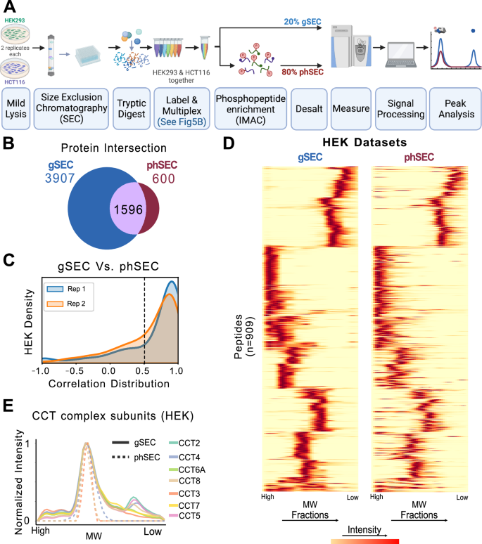 Fig. 2: SEC-MX enables phosphopeptide enrichment.