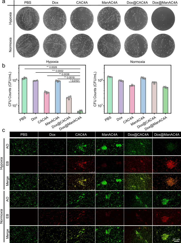 Fig. 4: The antibacterial application of Dox@ManAC4A in vitro.