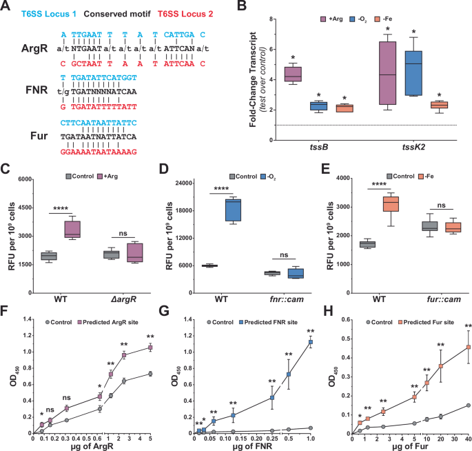 Fig. 3: ArgR, FNR, and Fur modulate the expression of the t6ss genes.