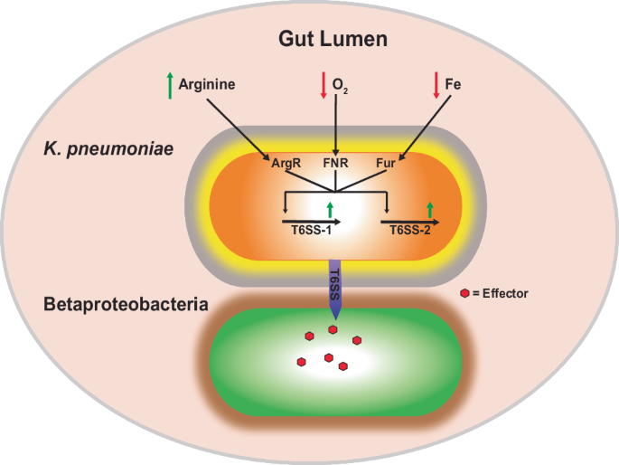 Fig. 7: Regulatory effects induced by the gastrointestinal tract environment on K. pneumoniae, leading to T6SS-mediated killing of Betaproteobacteria.