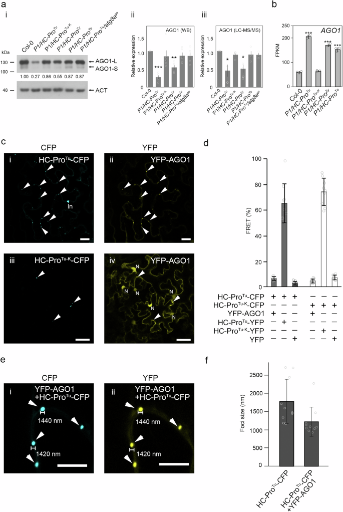 Fig. 2: HC-ProTu specifically attracts AGO1 and initiates its degradation.