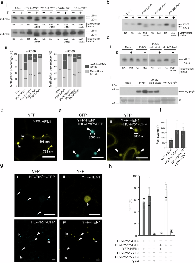 Fig. 4: HC-ProTu explicitly inhibits and interacts with HEN1.