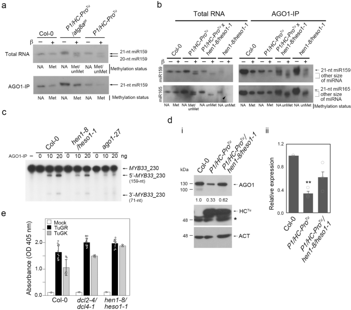 Fig. 6: HC-ProTu prevents unMet-miRNA loading into AGO1.