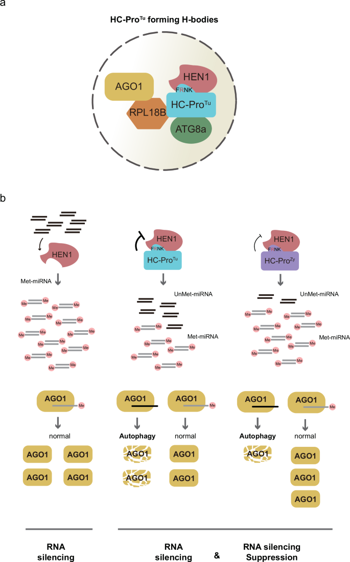 Fig. 7: A working hypothesis model for the suppression of RNA silencing by HC-ProTu.
