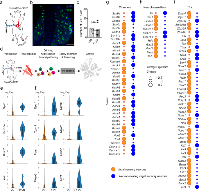 Fig. 1: Molecular identification of vagal sensory neurons innervating the liver.