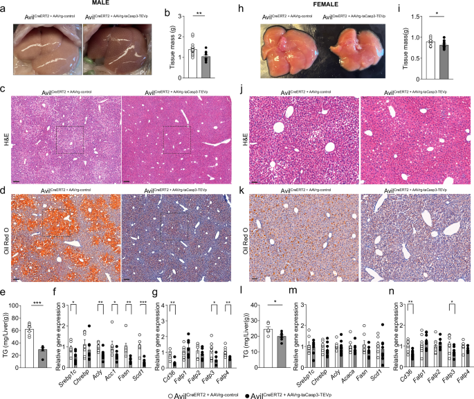 Fig. 5: Loss of the liver-brain axis prevents hepatic steatosis in mice fed HFD.