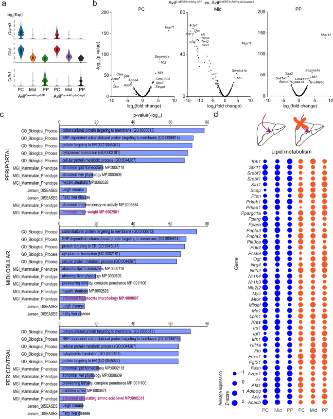 Fig. 6: Differential gene expression in the livers of mice with and without liver-innervating vagal sensory neurons.