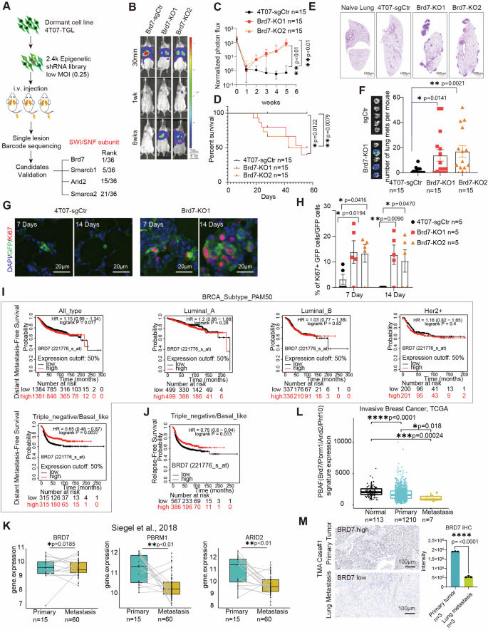 Fig. 1: In vivo epigenetic screening implicates PBAF and BRD7 in breast cancer lung metastatic dormancy.