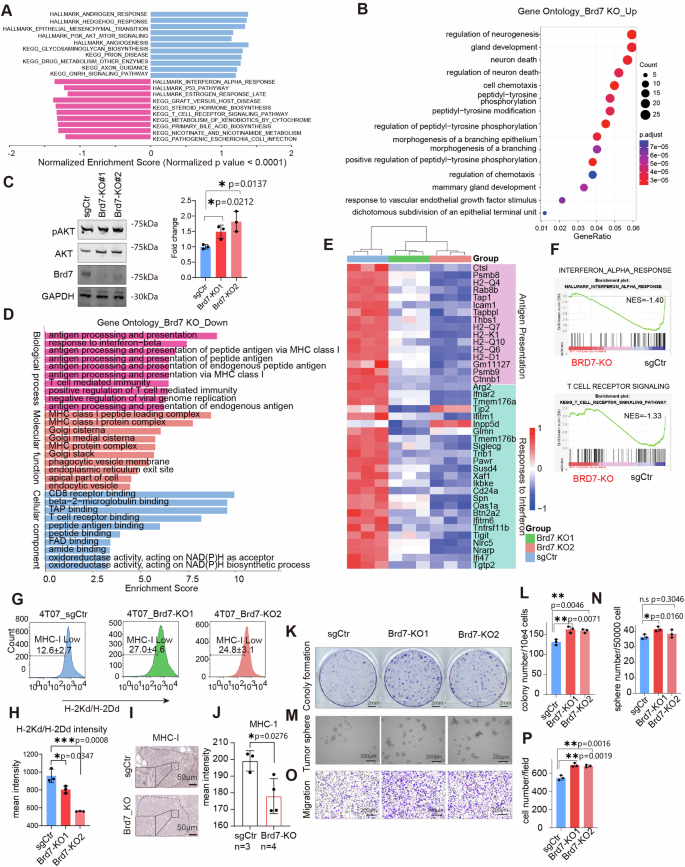 Fig. 2: Brd7 loss modulates cell autonomous and immune microenvironmental functionalities.