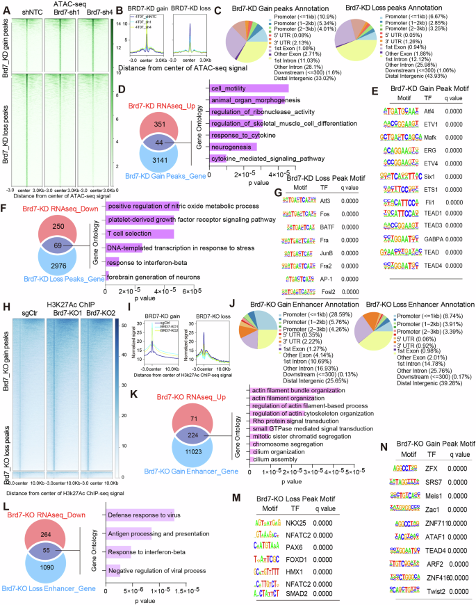 Fig. 3: Brd7 loss alters chromatin accessibility and modulates immune regulatory enhancer elements.