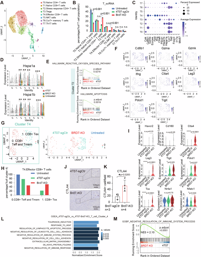 Fig. 5: CD8 + exhausted T cells and stress response CD4 + T cells are enriched in breast cancer lung metastasis upon Brd7 loss.