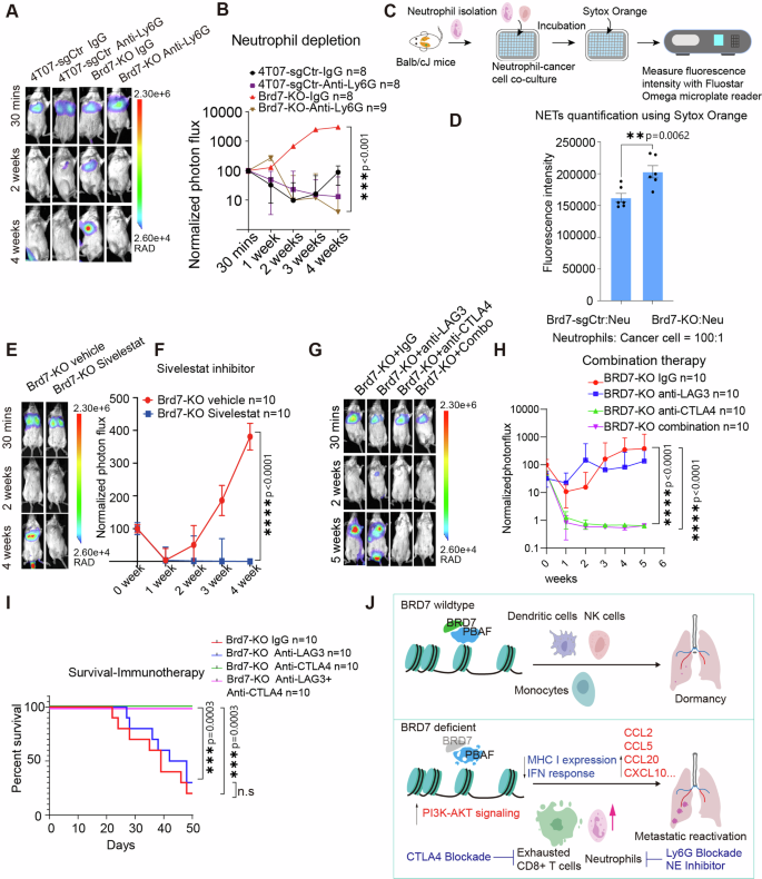 Fig. 6: Targeting the immune microenvironment abrogates Brd7-deficient breast cancer metastatic outgrowth in lung.