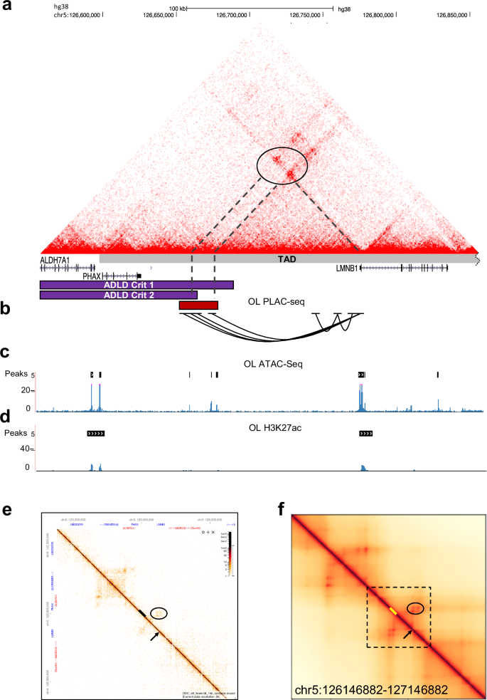 Fig. 5: Analysis of 3D chromatin interactions identify a LMNB1 regulatory element.