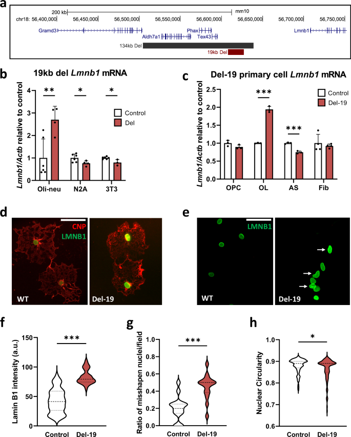 Fig. 7: Deletion of the 19 kb regulatory element results in increased OL Lmnb1 expression and nuclear abnormalities.