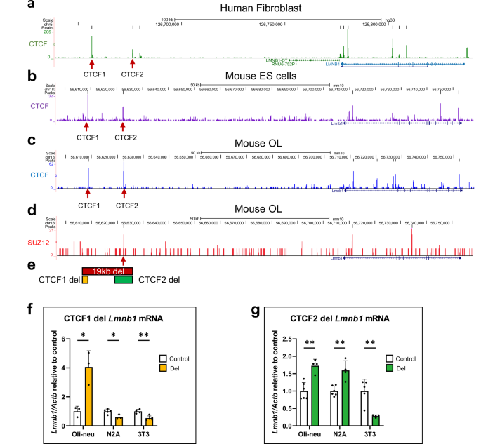 Fig. 8: Identification of CTCF & Suz12 binding in 19 kb silencer element and consequences of CTCF binding site deletion.