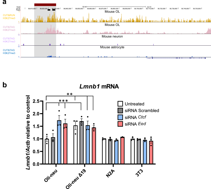 Fig. 9: Epigenetic analysis and CTCF and PRC2 complex involvement in OL-specific Lmnb1 silencer element.