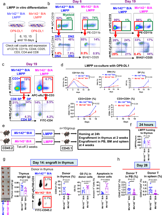 Fig. 2: MiR-142 deficit redirects LMPPs toward myeloid lineage and impairs T lymphoid differentiation.