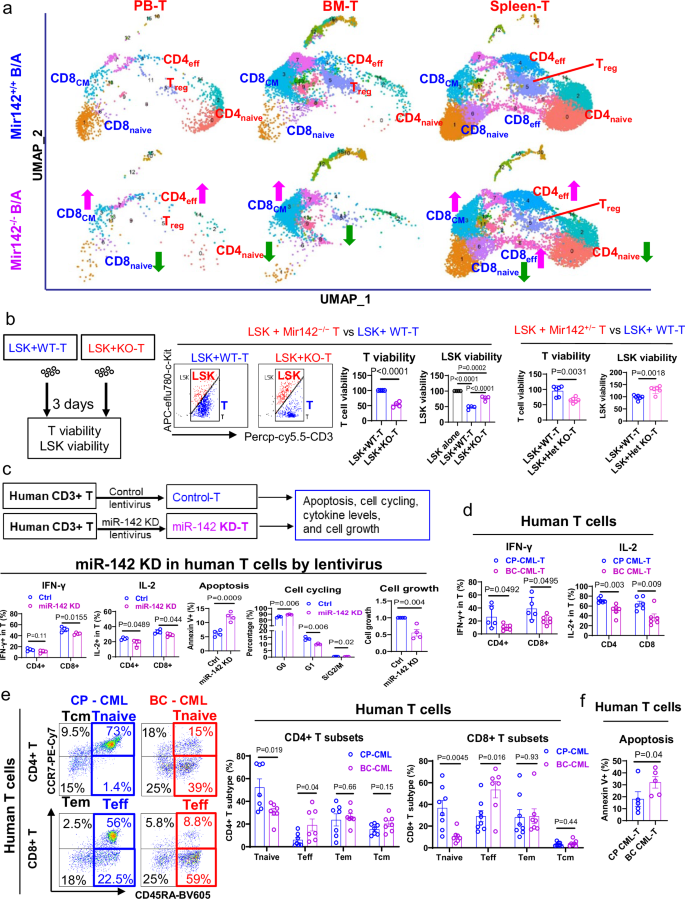 Fig. 3: MiR-142 deficit impairs T cell in vitro antileukemic activity.
