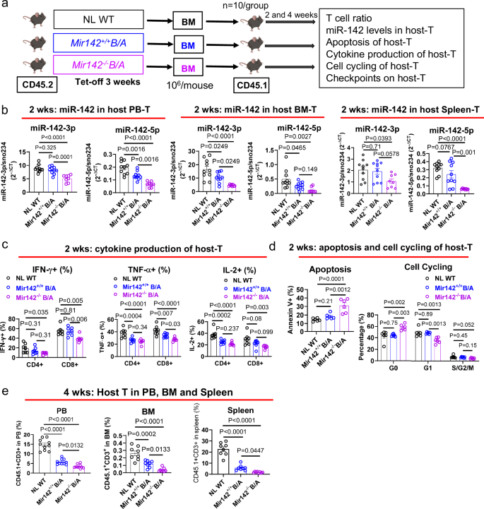 Fig. 5: T cell miR-142 deficit in BC CML is mediated by blast-secreted cytokines.