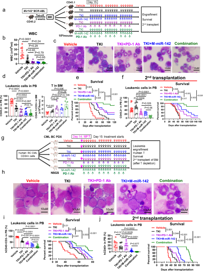 Fig. 7: M-miR-142 in combination with TKI and PD-1 Ab showed enhanced antileukemic activity in BC CML models.