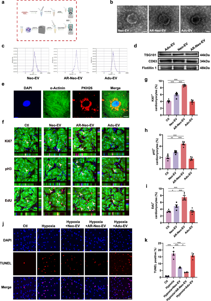 Fig. 1: The extraction of extracellular vesicles from neonatal mouse cardiac tissues (Neo-EVs), extracellular vesicles from regenerating neonatal heart tissues by apical resection (AR) surgery (AR-Neo-EVs), and adult mouse heart-derived extracellular vesicles (Adu-EVs) and their effects on cardiomyocyte proliferation and apoptosis in vitro.