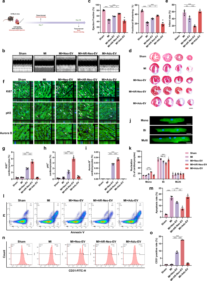 Fig. 3: AR-Neo-EVs promote cardiac repair in adult mice post-MI.