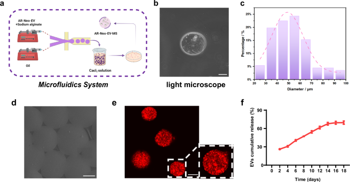 Fig. 4: Preparation and characterization of injectable sodium alginate hydrogel microspheres (MS).