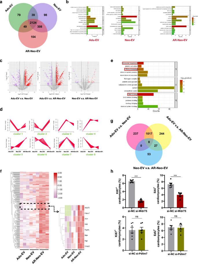 Fig. 6: Differential protein expression profiles in Neo-EVs, AR-Neo-EVs, and Adu-EVs.