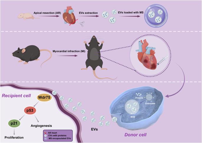 Fig. 9: Schematic overview of the development of an AR-Neo-EVs loaded with MS for cardiac repair.