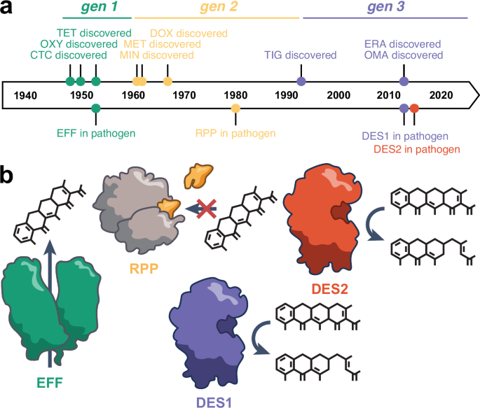 Fig. 1: The clinical deployment of new generations of tetracyclines has been quickly followed by the discovery of new mechanisms of resistance.