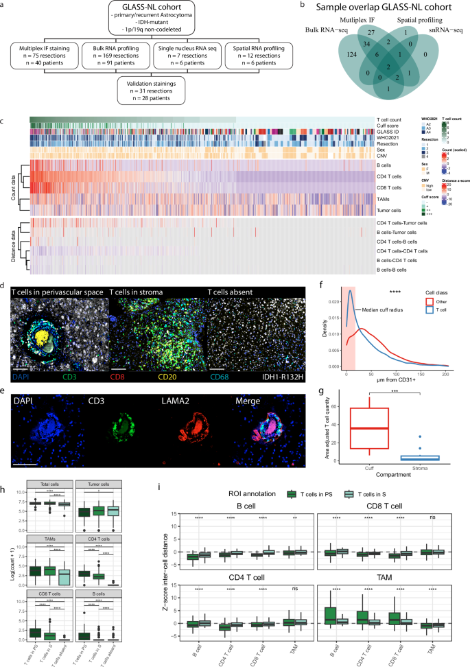 Fig. 1: T cell distributions show distinct spatial tissue phenotypes in IDHmt astrocytoma.