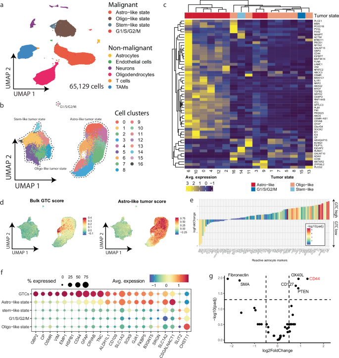 Fig. 3: Gemistocytic tumor cells represent a transcriptionally distinct sub-population that expresses reactive astrogliosis markers.