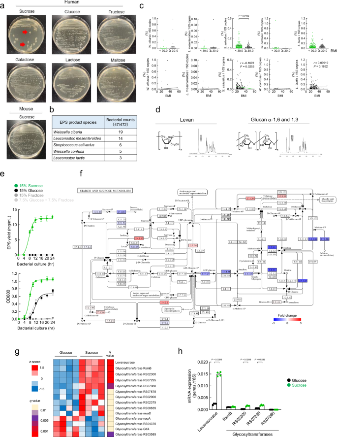 Fig. 1: Isolation and characterisation of exopolysaccharide (EPS)-producing human commensal bacterium S. salivarius.