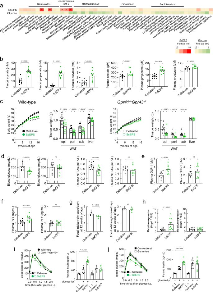 Fig. 3: Metabolic improvement effect of SsEPS intake on high-fat diet (HFD)-induced obesity.