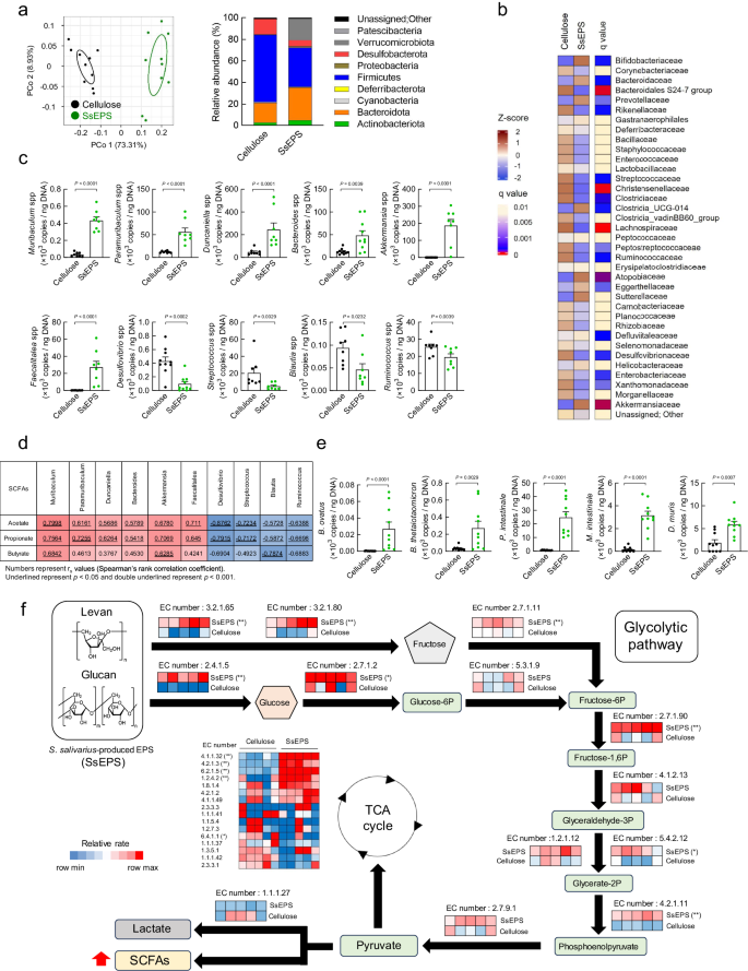 Fig. 4: Identification of gut bacterial SCFAs production pathway by SsEPS intake.