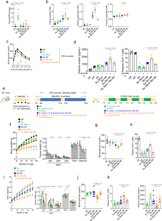 Fig. 5: Improvement of sucrose-induced metabolic function in S. salivarius colonised mice.