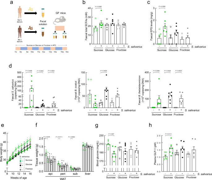 Fig. 6: Improvement of sucrose-induced metabolic function in S. salivarius dominant human gut microbiota culture-colonised mice.