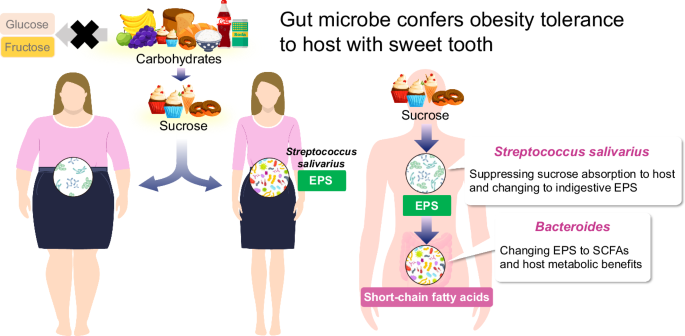 Fig. 7: Schematic representation. Sucrose-preferring gut microbes prevent host obesity by producing exopolysaccharides.