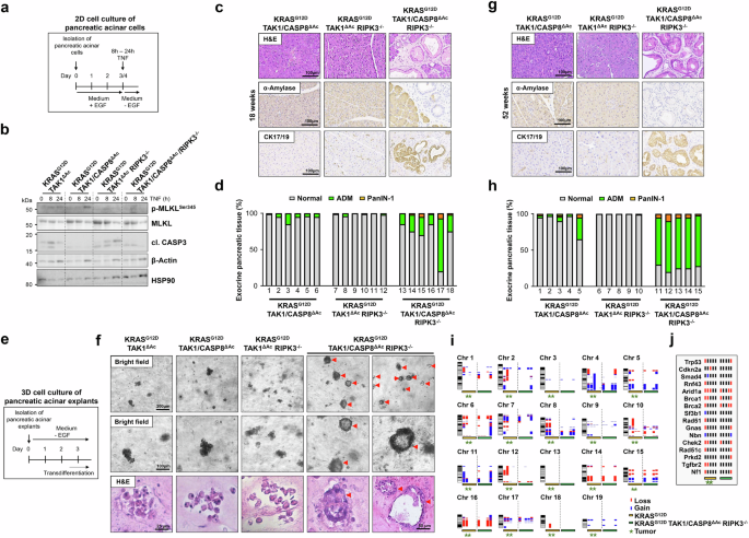 Fig. 3: Inhibition of necroptotic and apoptotic cell death restores transdifferentiation capability of pancreatic acinar cells from KRASG12D TAK1ΔAc mice.